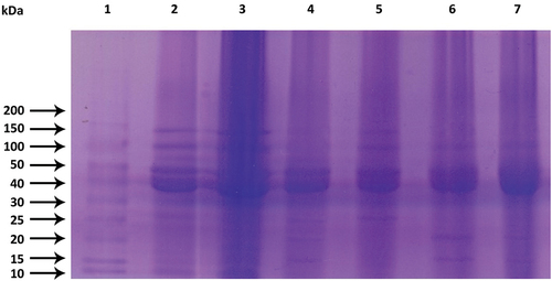 Figure 3. Electrophoretic analysis of extracted protein samples: Lane 1: Marker, Lane 2: Gelatinized mash bean flour (GMBF), Lane 3: Raw mash bean flour (RMBF), Lane 4: GMBF fermented by S. cerevisae MK-157, Lane 5: GMBF fermented by Lactobacillus sp. E14, Lane 6: RMBF fermented by S. cerevisae MK-157, Lane 7: RMBF fermented by Lactobacillus sp. E14.