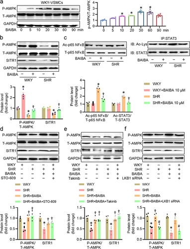 Figure 4. BAIBA activates the LKB1/AMPK/SIRT1 axis to suppress p65 NF-κB and STAT3 acetylation. (a) Effects of BAIBA (10 μM) on the phosphorylation levels of AMPK. (b) Represented blots and relative quantification of P-AMPK and SIRT1. (c) Represented blots and relative quantification of acetylated p65 NF-κB and STAT3. (d) VSMCs were pretreated with STO-609 (0.8 μM) for 30 min, and then were challenged by BAIBA (10 μM) for 30 min to determine the phosphorylated AMPK, and for 48 h to determine the SIRT1 protein expression. (e) VSMCs were pretreated with Takinib (10 mM) for 30 min, and then were challenged by BAIBA (10 μM) for 30 min to determine the phosphorylated AMPK, and for 48 h to determine the SIRT1 protein expression. (f) VSMCs were transfected with LKB1 siRNA (100 nM) for 24 h, and then were challenged by BAIBA (10 μM) for 30 min to determine the phosphorylated AMPK, and for 48 h to determine the SIRT1 protein expression. Values are mean ± S.E. * P < 0.05 vs. 0 min or WKY, † P < 0.05 vs. SHR, # P < 0.05 vs. SHR+BAIBA. n = 4 for each group.