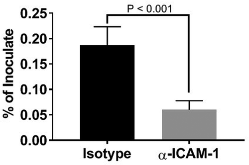 Figure 5. Inhibition of P. gingivalis invasion into HD-MVEC by anti-ICAM-1 antibody. Values represent the mean ± SD (n = 6) from two separate experiments. Percent values were determined by dividing the CFU of internalized bacteria by the CFU of the corresponding inoculate