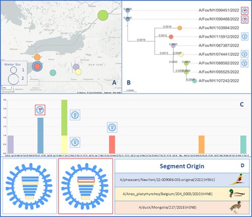 Figure 5. Spatiotemporal spread of H5N1 viruses in foxes. (A) Map the location where each animal was initially found and provide the geographic relation within Upstate NY. The circle size indicates the number of foxes found in that location. (B) Phylogenetic analysis of the HA segment showed that samples found in location contained Influenza strains that were genetically related. (C) Temporal timeline indicating when each fox had been found or collected between April and May 2022, including the genotypic relationship for each of the seven samples that yield 100 percent coverage of each of the eight segments. (D) Two genotypes of Influenza A H5N1 that were found in this study. The colour of the bar indicates the closest donor strain of the gene segment, which can be found in the “Segment Origin” table. The IA virus coloured blue is referred to as genotype 1, and red is genotype 2.