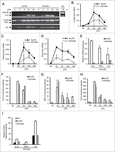 Figure 6. Production of proinflammatory cytokines and chemokines is reduced in Gprc5a-ko/SPC-SR-IκBα mouse lungs after endotoxin treatment. (A) Images are representative of RT-PCR analysis for proinflammatory cytokines at each point. The averages of mRNA, IL-1β (B), TNFα (C) and KC (D), at different time point were shown. (E) The average of mRNA expression levels for IL-1β, TNFα, and KC from wild-type and Gprc5a-ko mouse lungs at 48 h after endotoxin treatment. (F-I) Cytokine proteins, IL-1β (F), TNFα (G) and IL-6 (H), in lung tissues were measured after LPS treatment. (I) Protein levels for IL-1β, TNFα, and IL-6 from WT, KO and KO/IκBα mouse lungs 48 h after LPS treatment using ELISA.
