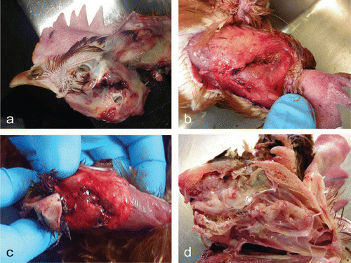 Figure 1.  1a: Subcutaneous haemorrhage and skull fracture below the ear canal. 1b: Fracture of dorsal cranium in the first submission. 1c: Fracture of the dorsal cranium in the second submission. 1d: Extensive trauma to the cerebrum and optic lobe, deep to the fracture.