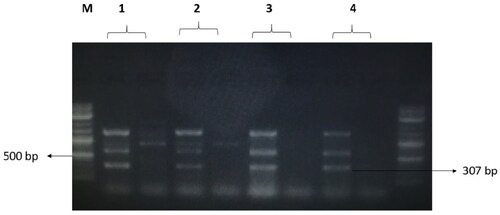 Figure 8. The amplified fragment of CTX-M8 gene with 307 bp, where M (DNA ladder =100 bp), 1 (Salmonella typhimurium ATCC 14028 untreated and treated cells), 2 (Pseudomonas aeruginosa ATCC 9027 untreated and treated cells), 3 (Klebsiella oxytoca ATCC 49131 untreated and treated cells), 4 (Streptococcus pyrogens ATCC 19615 untreated and treated cells) and arrows indicate gene in untreated bacteria whereas empty well indicates treated bacteria after challenge with Nk-lysin.