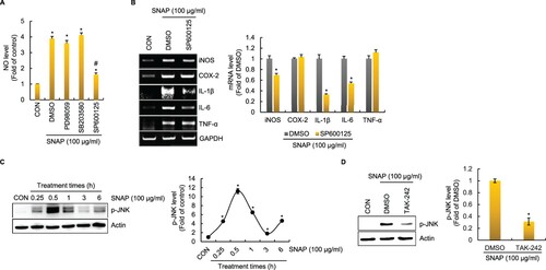 Figure 3. Effect of MAPK signalling pathway on SNAP-mediated production of immunostimulatory factors in RAW264.7 cells. RAW264.7 cells were pretreated with PD98059 (ERK1/2 inhibitor, 40 μM), SB203580 (p38 inhibitor, 40 μM) or SP600125 (JNK inhibitor, 40 μM) for 2 h and then co-treated with SNAP (100 μg/ml) for 24 h. NO level (A) and mRNA level (B) were measured by Griess assay and RT-PCR, respectively. (C) RAW264.7 cells were treated with SNAP (100 μg/ml) for the indicated times. The protein levels were determined by Western blot analysis. Actin was used as a loading control. (D) RAW264.7 cells were pretreated with TAK-242 (TLR4 inhibitor, 5 μM) for 2 h and co-treated with SNAP (100 μg/ml) for 30 min. Protein levels were measured by Western blot analysis. Actin was used as a loading control.