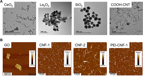 Figure 5 The Electron Microscopy for NC Morphologies. (A) TEM and (B) AFM images of NCs. A drop of NC suspension (50 μg/mL) was placed on a grid or mica plate and then dried at room temperature for TEM or AFM observations.