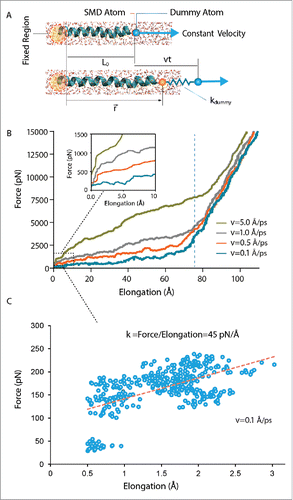 Figure 2. Steered molecular dynamics (SMD) simulation using constant-velocity (CV) method. In this method, the α carbons of the first 2 residues (ILE14 and VAL15) in TM1 helix of MtMscL have been fixed on the left hand side. Helical properties such as helix initial length, L0, pulling rate, v, time t, vector position of the helix end, r→, and the assigned spring constant of the dummy atom, kdummy, have been indicated. (A) A schematic unidirectional pulling test on the TM1 helix of MtMscL solvated in water. (B) The force versus elongation (ΔL) curve during constant-velocity simulations. The typical spring constant here is 3 kcal/mol/Å2 (i.e. ∼210 pN/Å). Four different constant velocities have been assigned to the α carbon of the dummy atom, from 0.1 Å/ps, to 5 Å/ps. The helix elongation trend can be divided into 2 main quasi-linear regions. As shown in the inset multiple regions can be observed in the first regions which are indicative of sequential rupture of the hydrogen bonds (i.e., breakage of the hydrogen bonds during the pulling test). The length of TM1 increases up to a maximum length (>100 % of elongation), when the helix becomes almost unfolded due to the applied stretch. Before this point, helix response is rate dependent, i.e. the higher the pulling rate, the stiffer is the helix response. After this point the helix behavior becomes much stiffer and not rate dependent. It should be noted that the rationale for testing the helix behavior upon application of such high forces and large elongations was to find the reason for the rate dependency observed in the CV simulations. (C) A typical helical behavior under low forces. The spring constant here was 0.6 kcal/mol/Å2 (i.e., ∼42 pN/Å) and the pulling rate was 0.1 Å/ps. Similar to previous studies,Citation39 the slope of the best linear fit to the initial part of the diagram (dashed red line) indicates the elasticity modulus, which is ∼0.7 kcal/mol/Å2 (i.e., ∼45 pN/Å).