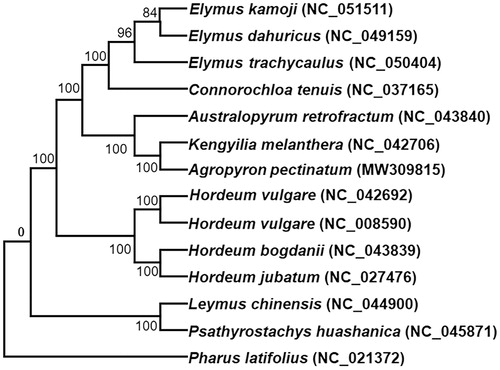 Figure 1. Phylogenetic tree reconstruction using maximum likelihood (ML) method based on the complete chloroplast genome of 14 species. The accession numbers are listed as below: Australopyrum retrofractum (NC_043840), Connorochloa tenuis (NC_037165), Elymus dahuricus (NC_049159), Elymus kamoji (NC_051511), Elymus trachycaulus (NC_050404), Hordeum bogdanii (NC_043839), Hordeum jubatum (NC_027476), Hordeum vulgare subsp. spontaneum (NC_042692), Hordeum vulgare subsp. vulgare (NC_008590), Kengyilia melanthera (NC_042706), Leymus chinensis (NC_044900), Psathyrostachys huashanica (NC_045871), Pharus latifolius (NC_021372), Agropyron pectinatum (MW309185).