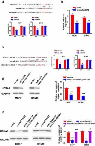 Figure 5. CircRASSF2 up-regulates HOXA1 protein levels in BC cells via sponge miR-1205. (a) Bioinformatics target prediction and dual luciferase reporter gene assay verified. (b) qRT-PCR method was used to detect the expression of miR-1205 in circRASSF2 knocking down MCF7 and BT549 cells. (c) Bioinformatics target prediction and dual luciferase reporter gene assay verified. (d) The HOXA1 protein expression levels in miR-1205 overexpression MCF7 and BT549 cells by Western blotting method. (e) The HOXA1 protein expression levels in MCF7 and BT549 (si-NC and si-circRASSF2, si-circRASSF2+ miR-1205 inhibitor). *, P < 0.05; **, < 0.01; ***, P < 0.001