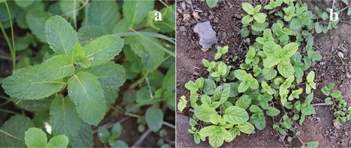 Fig. 1 (Colour online) (a, b). Infected mint plant exhibiting yellowing and stunting symptoms compared with an apparently healthy mint plant.