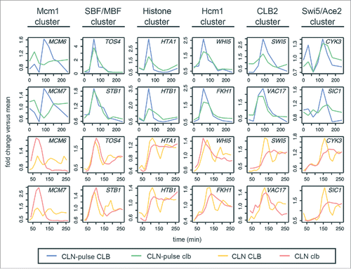 Figure 3. Phase-specific transcription of cell-cycle gene clusters in cells lacking B-cyclins. Line graphs showing transcript dynamics of selected genes in the indicated gene clusters for the CLB control and clbΔ mutant data sets from Orlando et al.Citation27 and Rahi et al.Citation33 Early G1 cells were released into the cell cycle (with the CLB expression shut-off for B-cyclin mutants) for time-series gene expression profiling. CLN and CLB levels are as shown in Figure 2A. Transcript dynamics are plotted as fold change vs. mean as used in Figure 2C. See also Figure S3 and S4.