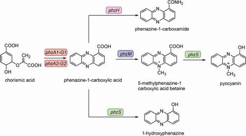 Figure 1. Biosynthesis and signaling system of pyocyanin [Citation15]. Chorismic acid is transformed into phenazine-1-carboxylic acid by the PhzA to G proteins. Then, phenazine-1-carboxylic acid is subsequently converted into different phenazines by the enzymes PhzH, PhzS, and PhzM, respectively. The product of the 5-methylphenazine-carboxylic acid betaine is further transformed into pyocyanin (PYO) by PhzS