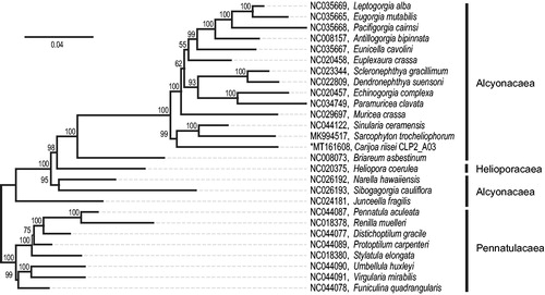 Figure 1. Maximum-likelihood, phylogenetic tree of the complete mitochondrial genomes of Carijoa riisei (*this study, GenBank accession number, species name, field sample ID) and 26 representative octocorals (GenBank accession number, species name). In Geneious Prime 20.0.5, complete mitochondrial genomes were aligned with default MUSCLE parameters; the resulting alignment was used to construct the phylogenetic tree with RaxML 8.2.11 plugin with the following changes to the default settings: bootstrap replicates = 100, algorithm = rapid bootstrapping and search for best-scoring ML tree, nucleotide model = GTR CAT I. Bootstrap values >50 are report at the nodes. See Supplemental Material for methods details.