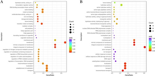 Figure 4. (A) Bubble plot showing the significantly enriched GO terms of upregulated genes for BMU08102-dis vs. BMU11032-cap. (B) The significantly enriched GO terms of upregulated genes for BMU08359-sub vs. BMU11032-cap.