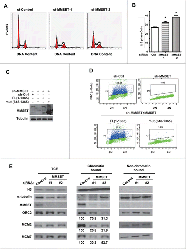 Figure 4. MMSET is required for normal cell-cycle progression. (A) HeLa cells were treated with the indicated siRNAs and, 48 hours later, cells were fixed and examined for DNA content by flow cytometry. (B) Cell-cycle profiles from A were analyzed and S phase was plotted for each condition. Error bars indicate SEM. *P < 0.05. (C) HCT116 cells stably expressing MMSET shRNA were reconstituted with WT MMSET or the MMSET deletion mutant (648-1356) and the indicated proteins were examined by western blot. (D) A subset of cells from C was examined for DNA content and BrdU incorporation using flow cytometry. (E) HeLa cells were treated with the indicated siRNAs, synchronized at the G1-S border using aphidicolin, and total cell extracts (TCE) or chromatin and non-chromatin enriched fractionations were prepared 48 hours post-transfection. The indicated proteins were examined by western blot. The numbers beneath the blots provide the densitometric ratio of ORC2, MCM2, or MCM7 signal to H3, setting the value for the control group as 100. Data shown are representative (A, C, D, and E) or an average of 3 independent experiments (B).