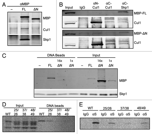 Figure 3. The FBXL12 F-box is required for interaction with SCF components and with DSBs. (A) Extracts containing buffer, MBP-Fbxl12 (FL), or MBP-∆N-Fbxl12 (∆N) were immunopurified using an anti-MBP antibody. Copurified proteins were probed by immunoblot. (B) MBP-Fbxl12 (MBP-FL) or MBP-∆N-Fbxl12 (MBP-∆N) were added to extract, which was then immunpurified using antibodies against N-terminal Cul1, C-terminal Cul1, or C-terminal Skp1. Co-purified proteins were probed using antibodies against MBP and Cul1. (C) MBP-Fbxl12 (FL) was added to egg extract for a final concentration of 1 µM, and MBP-∆N-Fbxl12 (∆N) for a final concentration of 1 ∆M (1x) or 16 ∆M (16x). Extracts were then incubated with SB-DNA beads, and bound proteins were analyzed by immunoblot. (D–E) 35S-labeled Fbxl12 containing the mutations L25A, P26A (25/26), L37A, S38A (37/28), or V48A, C49A (48/49) or wild type Fbxl12 (WT) was added to egg extract and allowed to bind SB-DNA beads (D) or either IgG or anti-Skp1 antibodies (∆S) (E). Bead fractions were analyzed by phosphorimager.