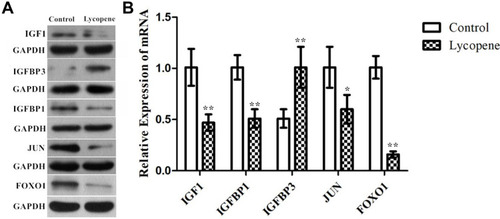 Figure 6 The protein and mRNA expression of IGF1 signalling pathway by Western blotting. Confirmation of microarray results using (A) Western blot analysis and (B) RT-qPCR of IGF1, IGFBP1, IGFBP3, JUN, and FOXO1 in tumor tissues. GAPDH was used as the internal control. In all above experiments, the data were performed independently in triplicate and presented as mean ± SD, *P<0.05, **P<0.01.