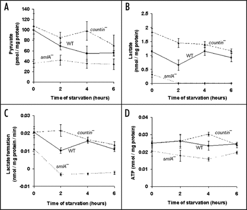 Figure 1 Cells with different levels of extracellular CF have different levels of pyruvate, lactate, lactate formation in lysates, and ATP. countin−, wild-type (WT) and smlA− cells were starved by shaking in PBM, harvested at the times indicated, and the levels of metabolites were measured in the three cell lines. (A) Pyruvate levels. At 0 hours, the differences between smlA− and WT cells, and between smlA− and countin− cells were significant. At 2 hours of starvation, the difference between smlA− and countin− cells was significant. In addition, a t-test indicated that the difference at 4 hours between smlA− and countin− cells was significant. Values are means ± SEM from at least 4 independent assays. (B) Lactate levels. The measured values of lactate in smlA− cells at 2, 4 and 6 hours of starvation were 8.9 ± 7.7, 5.9 ± 6.0 and 9.7 ± 8.4 pmol/mg protein, respectively. At 0 and 2 hours, the differences between smlA− and WT, WT and countin−, and smlA− and countin− cells were significant. At 4 and 6 hours of starvation, the differences between smlA− and WT, and smlA− and countin− cells were significant. Values are means ± SEM from at least 6 independent assays. (C) The formation of lactate in lysates. The negative values for smlA− at 2, 4 and 6 hours indicate that lactate was used faster than it was made. At 0 hours, the difference between smlA− and WT lysates was significant, and at 2 hours of starvation, the differences between smlA− and WT, WT and countin−, and smlA− and countin− lysates were significant. At 4 and 6 hours of starvation, the differences between smlA− and WT, and smlA− and countin− lysates were significant. Values are means ± SEM from 6 independent assays. (D) ATP levels. At 4 hours of starvation, the differences between smlA− and WT, WT and countin−, and smlA− and countin− cells were significant. At 6 hours of starvation, the differences between smlA− and WT, and smlA− and countin− cells were significant. Values are means ± SEM from five independent assays.