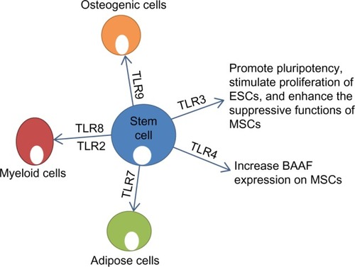 Figure 4 Effect of stimulation of TLRs on function and differentiation of stem cells. TLR3 plays a role in maintaining pluripotency and enhancing the function of MSCs.Citation99 TLR4 increases expression of BAAF on MSCs. TLR7 induces adipogenic differentiation of MSCs.Citation98 TLR8/2 induces production of myeloid cells from HSCs.Citation100 TLR9 induces osteogenic differentiation of MSCs.Citation98