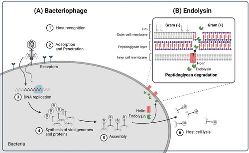Figure 1. Mechanisms of action of (A) bacteriophage and (B) endolysin. The figure was created with Biorender (http://biorender.com).