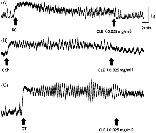 Figure 6. Effects of CLE (0.025 mg/mL) on contractions of mouse isolated uterine horns induced by (A) KCl (40 mM), (B) CCh (5 μg/mL) and (C) OT (2U/L).