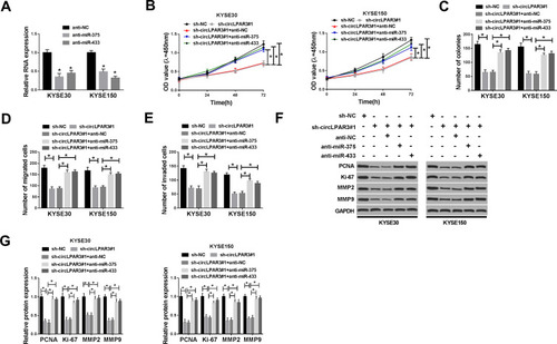 Figure 5 Effects of miR-375 and miR-433 inhibitors on esophageal squamous cell carcinoma (ESCC) progression. (A) The expression levels of miR-375 and miR-433 were detected by qRT-PCR to evaluate the transfection efficiency of anti-miR-375 and anti-miR-433. KYSE30 and KYSE150 cells were co-transfected with sh-circLPAR3#1 and anti-miR-375 or anti-miR-433. (B) The viability of KYSE30 and KYSE150 cells was measured by CCK-8 assay. (C) Colony formation assay was used to assess the number of colonies in KYSE30 and KYSE150 cells. (D, E) Transwell assay was performed to determine the number of migrated and invaded KYSE30 and KYSE150 cells. (F, G) The protein levels of proliferating cell nuclear antigen (PCNA), Ki-67, matrix metalloproteinase2 (MMP2) and MMP9 in KYSE30 and KYSE150 cells were tested by Western blot (WB) analysis. *P < 0.05.