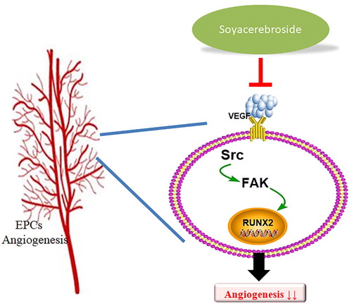 Figure 8. Schema describing the effects of soya-cerebroside in VEGF-promoted EPC angiogenesis. Soya-cerebroside inhibits VEGF-facilitated EPC angiogenesis by inhibiting the c-Src, FAK and Runx2 signalling pathways.