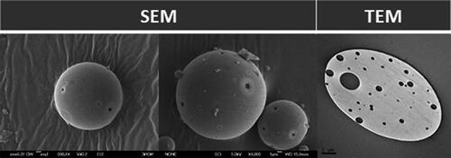 Figure 2. Dexamethasone-fibronectin co-loaded PLGA microspheres morphology. Scanning (left and center) and transmission (right) electron microscopy images.