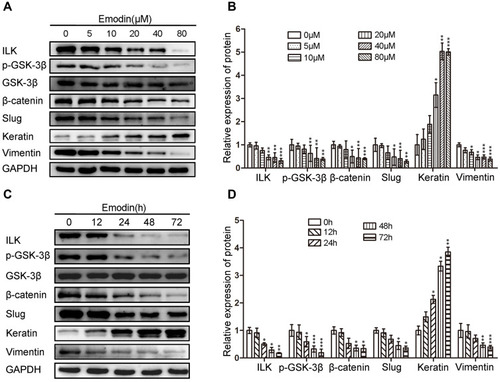 Figure 2 Emodin decreased the expression of ILK, p-GSK-3β and reversed the EMT of endometrial stromal cells in a dose- and time-dependent manner. (A). Representative Western blots showing the expression of ILK, p-GSK-3β, β-catenin, slug, keratin and vimentin in EESs after treated with increasing concentrations of emodin. (B). Quantitative analysis of ILK, p-GSK-3β, β-catenin, slug, keratin and vimentin in EESs after treated with increasing concentrations of emodin (*P < 0.05, **P < 0.005 and ***P < 0.001). (C). Representative Western blots showing the expression of ILK, p-GSK-3β, β-catenin, slug, keratin and vimentin in EESs after treated with emodin for increasing time. (D). Quantitative analysis of ILK, p-GSK-3β, β-catenin, slug, keratin and vimentin in EESs after treated with emodin for increasing time (*P < 0.05, **P < 0.005 and ***P < 0.001).