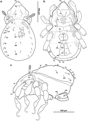 Figure 7. Thalassozetes balboa sp. nov. adult (a) dorsal view; (b) ventral view, distal leg segments omitted; (c) lateral view.