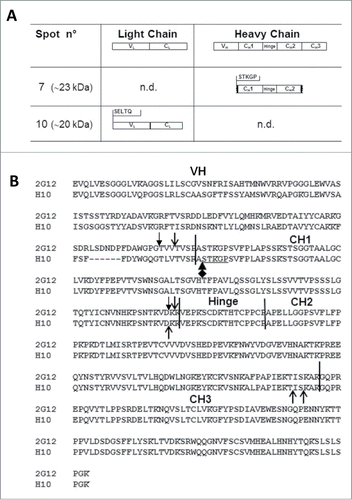 Figure 2. N-terminal sequence analysis of spots 7 and 10 and Heavy chain (HC) cleavage sites of mAbs 2G12 and H10. (A) Summary of results obtained by N-terminal sequence analysis of spots 7 and 10. Top row: domain architecture of complete LC and HC antibody sequences. Middle and bottom rows: the N-terminal sequences of mAb H10 fragments in spots 7 and 10 is reported, together with the deduced molecular species. n.d.: N-terminal sequences in that region were not detected. (B) Alignment of mAbs H10 and 2G12 HC amino acid sequences. The variable (VH) and constant (CH1, CH2 and CH3) domains and hinge region of the heavy chain are indicated and separated by black vertical bars. Open arrows indicate cleavage sites of mAbs 2G12 and H10 previously identified by Hehle and colleagues,Citation11 filled arrows indicate mAb 2G12 cleavage sites identified by Niemer and colleagues.Citation14 The newly identified cleavage site in mAb H10, at the VH-CH1 interface, is indicated by the black diamond-arrow sign and the STKGP N-terminal sequence deriving from it is underlined.