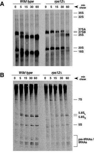 Figure 3. Deletion of RPS12 leads to delayed conversion of the 20S pre-rRNA to mature 18S rRNA. The strains W303-1A (Wild type) and SMY315 (rps12∆) were transformed with the YCplac33 plasmid and then grown in SD-Ura to an OD600 of around 0.8 at 30°C. Cells were pulse-labelled for 2 min with [5,6-3H]uracil and then chased for 5, 15, 30 and 60 min with an excess of unlabelled uracil. Total RNA was extracted and 3,000 cpm per sample were loaded and separated on (A) a 1.2% agarose-formaldehyde gel or (B) a 7% polyacrylamide-8 M urea gel, transferred to nylon membranes, exposed to a tritium sensitive phosphor screen and analysed by phosphorimager scanning. The position of the different pre-rRNAs and mature rRNAs is indicated.