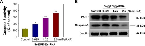 Figure 6 Induction of PARP cleavage and caspase-3 activity by Se@PEI@siRNA in HepG2 cells.Notes: (A) Cells were treated with Se@PEI@siRNA for 24 hours, and caspase-3 activity was measured using synthetic fluorogenic substrate. (B) The expression of PARP and caspase-3 by Western blot; β-actin was used as loading control. Bars with different characters are statistically different at P<0.05 (*) or P<0.01 (**) level.Abbreviations: PARP, poly (ADP-ribose) polymerase; Se@PEI@siRNA, small interfering RNAs with polyethylenimine-modified selenium nanoparticles.