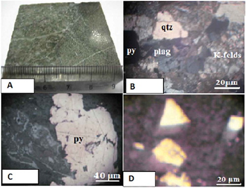 Figure 10. a) Hand specimen of granitoid of alteration 2. b) Photomicrograph showing shearing with the rock. c) Photomicrograph of granitoid showing euhedral and triangular pyrite d) Photomicrograph showing disseminated pyrites.
