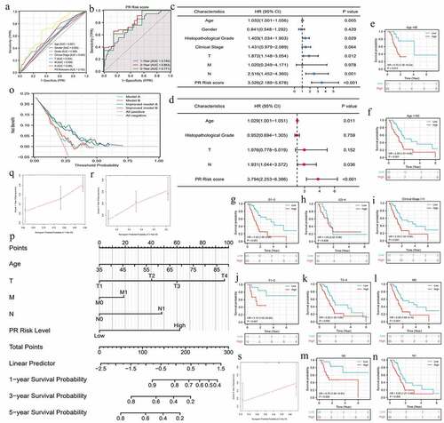 Figure 3. The prognostic value of pyroptosis-related risk signature. (a) ROC curves of multiple different indexes for predicting patients’ survival outcomes. (b) Time-dependent ROC curves of PR model. (c) The univariate independent prognostic analysis. (d) The multivariate independent prognostic analysis. (e-n) Clinical subgroup prognostic analyses. (o) DCA results. ‘Model A’ represents the traditional prognostic model consisting of age, histological grade, and clinical stage. ‘Model B’ represents the traditional prognostic model consisting of age, histological grade, and TNM staging. ‘Improved A and B’ represent the improved model A and B with PR risk score added, respectively. (p) The nomogram predicting 1-, 3-, 5-year overall survival probability of PAAD patients. (o-s) Calibration curves of the nomogram. PR, pyroptosis-related; ROC, receiver operating characteristic curve; DCA, decision curve analysis; PAAD, pancreatic adenocarcinoma.