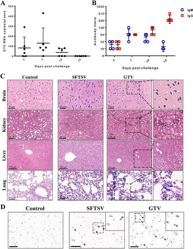 Fig. 7 The pathogenicity of GTV infection in C57/BL6 adult mice.a qRT-PCR detection of GTV RNA copies in sera collected on the indicated day after challenge. Each dot represents the RNA copies per microliter of sera from each mouse. Data are presented as the means + SD. b IgM and IgG antibody expression in sera from mice collected on the indicated day after challenge. Sera were twofold serially diluted using an end-point dilution assay. The titers are expressed as reciprocals of the dilution, the OD values from which are three time higher than the negative control. The antibody titers are shown with the corresponding symbols with means ± SD. c The pathological changes in organs from mice infected with GTV or SFTSV. Representative H&E staining tissue sections are presented, including for the brain, kidney, liver, and lung. Areas of interest are enlarged on the right, and significant changes are indicated by arrows. d Identification of GTV and SFTSV antigen expression in mouse brains. GTV NP and SFTSV NP expression was identified by IHC in the brains of mice at day 14 post infection. Representative images are shown, and the areas of interest are enlarged on the right. The neurons expressing viral antigen or being sieged by microglial cells are indicated by arrows. Bars, 50 μm