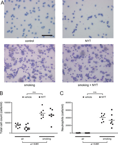 Figure 2 Total cell count and proportion of neutrophils in BALF.