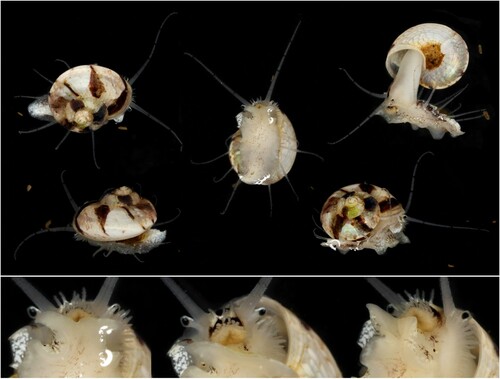 Figure 1. Ethminolia vitiliginea (NMV F248148). All images show the same specimen, shell diameter 6.0 mm, from shallow sub-littoral sand, Portarlington, Port Phillip Bay, Victoria, 1 December 2012. Enlarged ventral images show different views of the head and anterior foot. (Photos: P. Vafiadis).