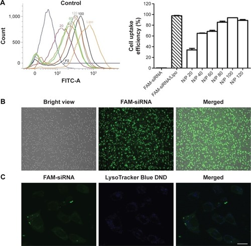 Figure 5 Quantification of cellular uptake analysis by flow cytometry, inverse fluorescence microscopy images, and laser scanning confocal microscopy images.Notes: (A) Flow cytometry and quantitative determination of cell uptake efficiency of FAM-positive SKOV3 cells following incubation of SKOV3 cells with the different complexes at various N/P ratios from 20 to 120 at a FAM-siRNA final concentration of 50 nM (n=3) for 5 h. (B) Inverse fluorescent microscopic images (×100) of SKOV3 cells treated with FAM-siRNA/DMAPA-chems (N/P =100) at an siRNA dose of 50 nM for 6 h. (C) Endosomal/lysosomal escape of FAM-siRNA were imaged using a confocal laser scanning microscope. The SKOV3 cells were treated with FAM-siRNA/DMAPA-chems (N/P =100) at an siRNA dose of 50 nM for 6 h and then stained with LysoTracker Blue DND-22; scale bar is 5 μm.Abbreviations: siRNA, small interfering RNA; Lipo, lipofectamine 2000; n, number; DMAPA-chems, N-(cholesterylhemisuccinoyl-amino-3-propyl)-N, N-dimethylamine; N/P, nitrogen-to-phosphate.