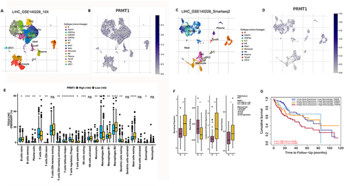 Figure 2 Association of PRMT1 with tumor immune cell infiltration in HCC. (A–D) UMAP dimensionality reduction of scRNA-seq data from non-tumor and HCC patients, (A and B) GSE140226_10×, (C and D) GSE140228_smartseq2. (E) Correlations of PRMT1 with immune infiltrates in HCC. (F) Correlations of PRMT1 expression with abundance of immune cell subtypes. (G) Overall Kaplan–Meier survival curves for patients with HCC and high or low levels of macrophages. Statistical significance determined by t-test. *P<0.05; **P<0.01; ***P<0.001; ****P<0.0001.