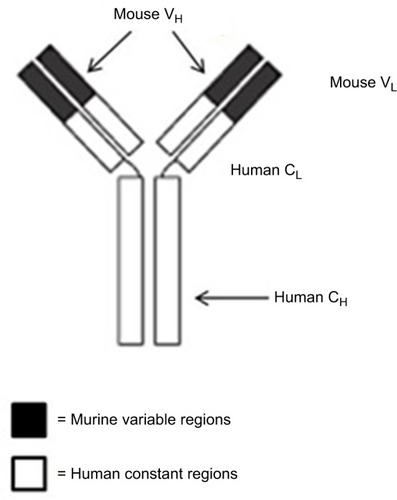 Figure 1 Structure of rituximab, a chimeric monoclonal antibody (~30% mouse origin and ~70% human origin).
