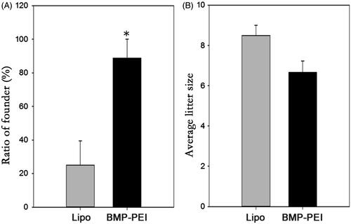Figure 4. The efficiency of TMGT between BPD and Lipo-DNA groups. (A) The ratios of founder mice obtained from different treatments were significantly different from each other, in which founder mice in BPDs were 3 times more than that in Lipo-DNA group. (B) Upon litter size of founders, there was no significant difference between the two groups. * Indicated significant different (p < 0.05).