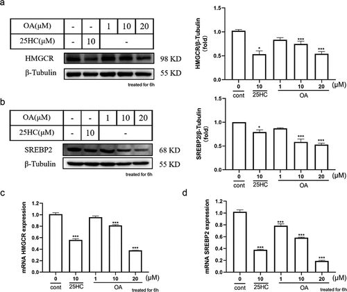 Figure 3. The influence of OA on SREBP2/HMGCR protein levels. (a) Effect and quantification of OA on HMGCR protein expression in HepG2 cells. (b) Effect and quantification of OA on SREBP-2 protein expression in HepG2 cells. (c) Influence of OA on HMGCR gene expression in HepG2 cells. (d) Impact of OA on SREBP2 protein expression in HepG2 cells. Statistics: values are means±SEM (n=3), *p < .05, **p < .01, ***p < .001. OA, oleanolic acid.