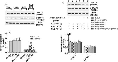 Figure 9. Effect of Unacylated ghrelin (UAG) on the in vivo and in vitro expression of STAT3 and phospho-STAT3 (p-STAT = 3). (A) Photomicrographs of protein expression of STAT3 and p-STAT3 and the reference protein, β-actin in the testis of all groups of rats. (B) Calculated average relative expression of STAT3 and p-STAT3 presented in graph A as normalized to their individual corresponding levels of β-actin. (C) Photomicrographs of protein expression of STAT3 and p-STAT3 in incubated isolated testicular tissue after treatment with increasing concentrations of UAG (10−8–10−6 M) in the presence or absence of GSH-R1a antagonist, [D-Lys-3]-GHRP-6 (10−6 M) and normalized to β-actin. Lane 1: control cells incubated with the medium only; lane 2: cells incubated with [D-Lys-3]-GHRP-6 (10−6 M); lane 3: cell incubated with UAG (10−8 M); lane 4: cell incubated with UAG (10−7 M); lane 5: cell incubated with UAG (10−6 M), lane 6: cells incubated with both [D-Lys-3]-GHRP-6 (10−6 M) and UAG (10−6 M). (D) Calculated average relative expression of STAT3 and p-STAT3 presented in graph C as normalized to their individual corresponding levels of β-actin. For western blotting, equal protein samples (60µg) from each group were separated on nitrocellulose membranes. Statistical analysis between the various groups was done using a one-way ANOVA test, followed by Tukey’s t test. Data are expressed as mean ± SD of n = 6/group and values were considered significantly different at P < 0.05 were a:vs. STD, b:vs. STD+ UAG. c:vs. HFD. HFD: high-fat diet.