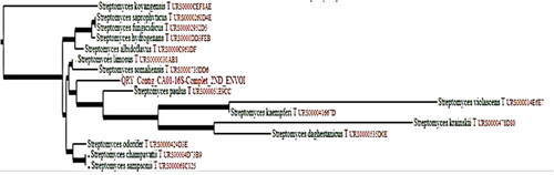 Figure 2. Phylogenetic tree of molecular identification after sequencing of 16s rDNAgene using Sanger method of sequencing and alignment by CHROMAS Pro software. QRY_Contig_CA01-16S-Complet_2ND_ENVOI: our studied strain.