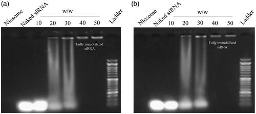 Figure 6. (a) Agarose gel electrophoresis of free siRNA (1 µg) and siRNA loaded in niosome vesicles to determine the most effective ratio of niosome: siRNA. (b) Monitoring of siRNA loading stability after 4 months storage at 4 °C.