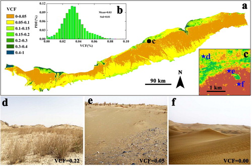 Figure 6. Condition of vegetation on the southern margin of the Taklimakan Desert. (a) Spatial distribution of VCF value in the study area. The black dot shows the location of (c). (b) Histogram of VCF values in the region covered by dunes (see Figure 5). (c) Spatial distribution of VCF values at point c. The blue stars show the location of the field photographs in (d), (e), (f). Field photographs of the regions where the VCF value is (d) 0.22, (e) 0.05 and (f) 0.00. Source: Author.