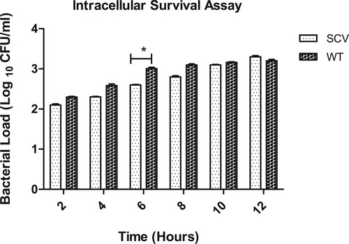 Figure 3. Intracellular survival assay of Burkholderia pseudomallei WT and SCV colony morphotypes. The experiment was carried out in biological triplicates (*p < 0.05).
