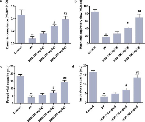 Figure 1. HDG reversed BLM-induced pulmonary functionthe impairment in PF rats.Rats were randomly divided into 5 groups (n = 10): Control group, PF group, HDG (10 mg/kg) group, HDG (20 mg/kg) group and HDG (50 mg/kg) group. a. Dynamic compliance. b. Mean MID expiratory flow. c. Forced vital capacity. d. Inspiratory capacity. (** p < 0.01 vs control group; # p < 0.05, ## p < 0.01 vs PF group)