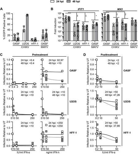 Figure 4. Exogenous IFN administration provokes higher immune responses and leads to improved protection from infection in primary fibroblasts than in commonly used cell lines. (A) OASF and HFF-1 cells were infected with 5′EGFP-CHIKV at an MOI of 10, U2OS cells were infected at an MOI of 0.5. EGFP-positive cells were quantified at 24 and 48 h post-infection by flow cytometry (n = 3-6). (B) Cells infected in (A) were analysed for expression of IFIT1 and MX2 mRNA at 24 and 48 h post-infection by quantitative RT-PCR (n = 3-6). Statistical analysis between samples of the same time point was performed using Mann-Whitney tests. (C) Cells were treated with IFN-α or -λ for 48 h before infection with 5′EGFP-CHIKV (OASF and HFF-1: MOI 10; U2OS: MOI 0.5) in the continuous presence of IFN. Inset numbers indicate IC50 values for each time point. (D) Cells were infected with 5′-EGFP CHIKV (OASF and HFF-1: MOI 10; U2OS: MOI 0.5) and IFN-α was added four hours post-infection. 24 and 48 h post-infection, EGFP-positive cells were quantified by flow cytometry. Inset numbers indicate IC50 values for each time point. UT: untreated, IU: international units (n = 3 for all experiments). For C and D, nonlinear fit curves with variable slopes for IC50 calculation were used.