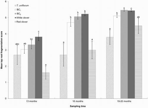 Figure 3 Mean scores for tap root fragmentation (±SEM) in 13 (October 2009), 16 (January 2010) and 19–20 month old plants (April/May 2010). 1 = intact healthy tap root, 6 = tap root not present. Means with the same letter within sampling times show no significant differences at the 5% level.